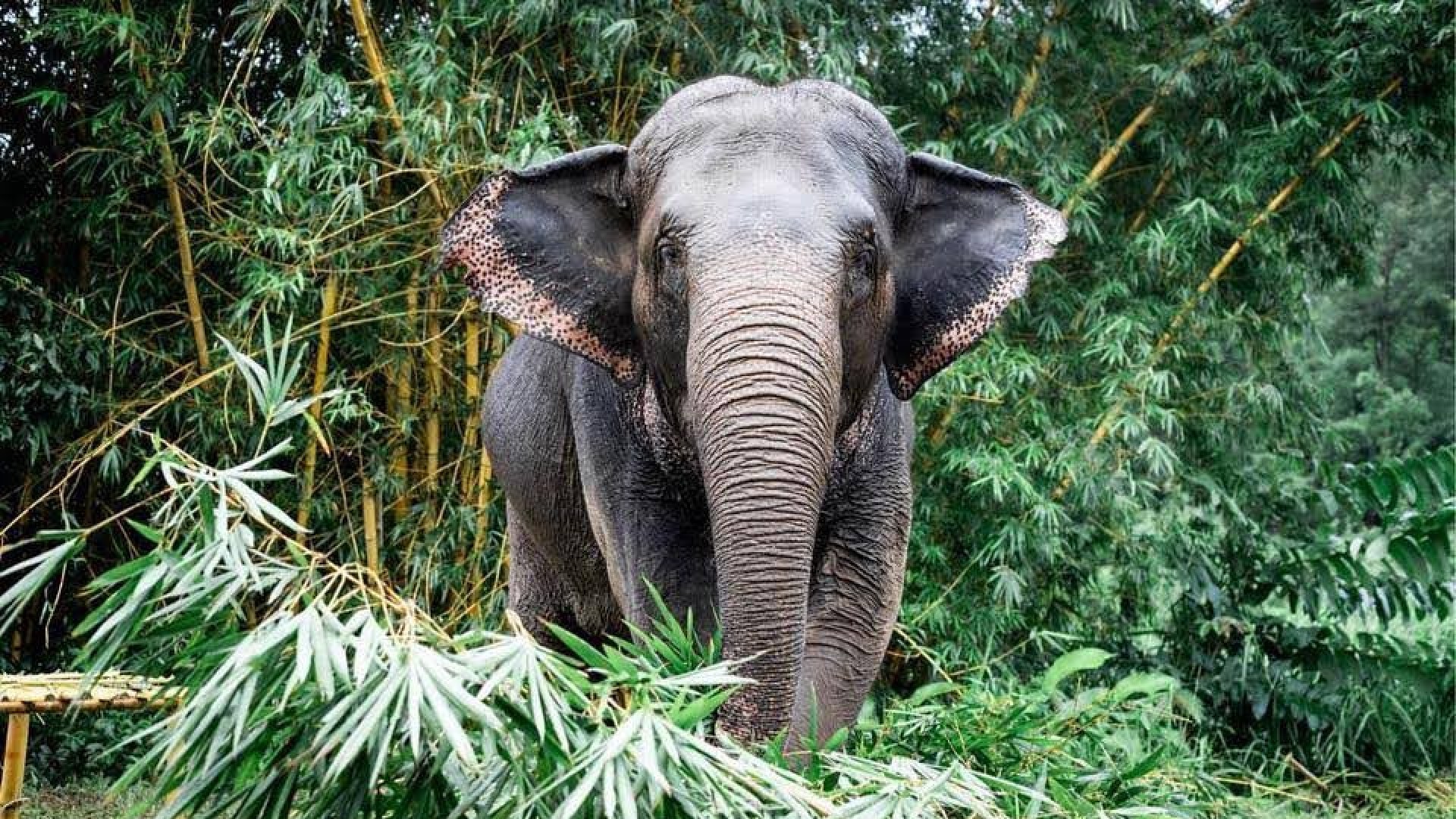 Geretteter Elefant in Ghana
