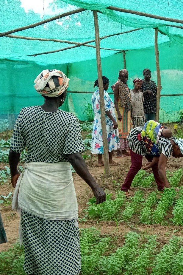 Tree seedling plantation in Ghana