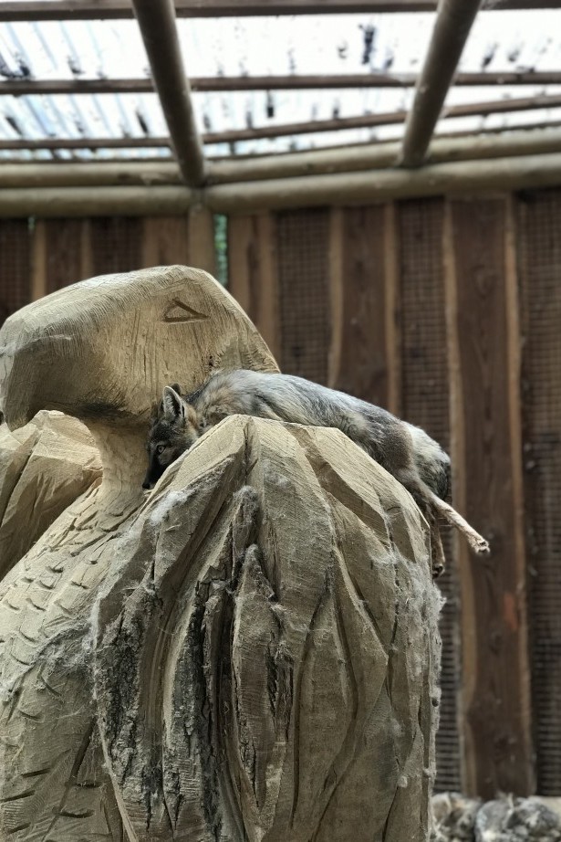 Schlafender Fuchs im Haustierhof Reutemühle