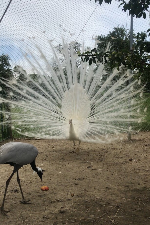 Seltener weißer Pfau im Haustierhof Reutemühle