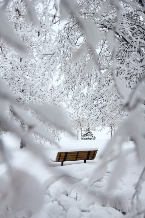 Verschneite Bank im Winter vor einem Wald