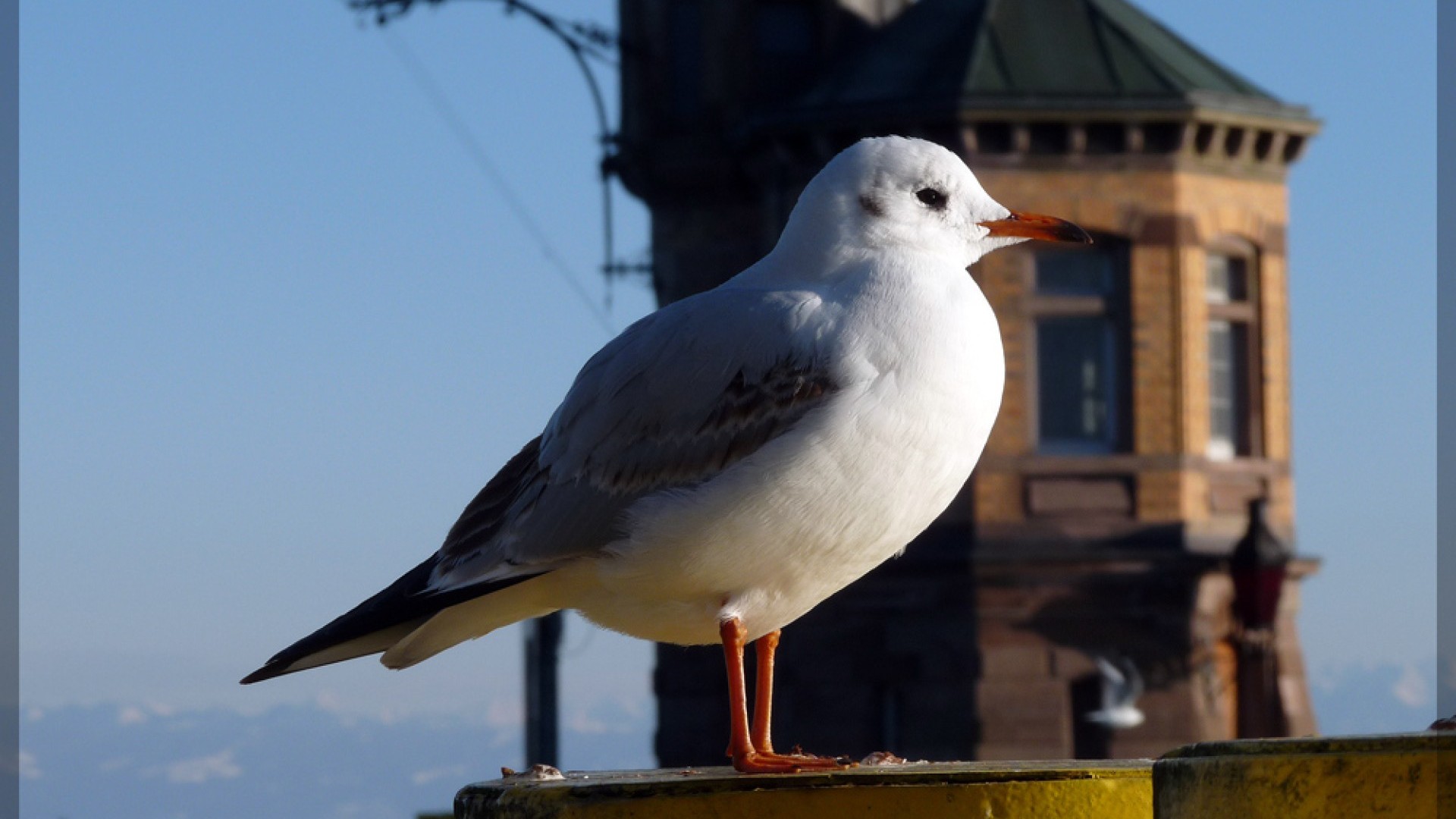 Eine Möwe sitzt am Geländer mit Blick auf den Konstanzer Hafen und den Bodensee