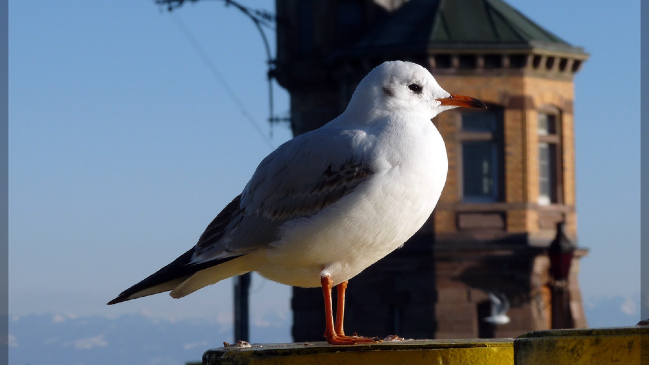 Eine Möwe sitzt am Geländer mit Blick auf den Konstanzer Hafen und den Bodensee