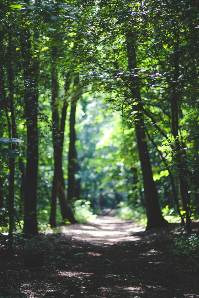 the-path-among-the-trees-6037