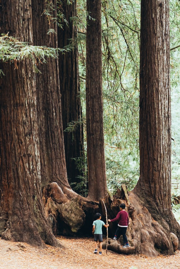 Two children standing beneath towering giant sequoia trees, gazing up in awe at their massive trunks